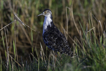 Ruff in wetland