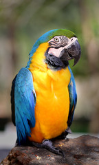Beautiful macaw parrot