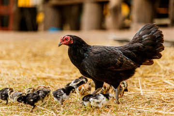 Hen chick rearing in natural environment rural scene