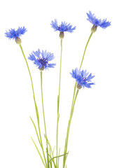 Blue Cornflower Herb or bachelor button flower bouquet isolated on white background
