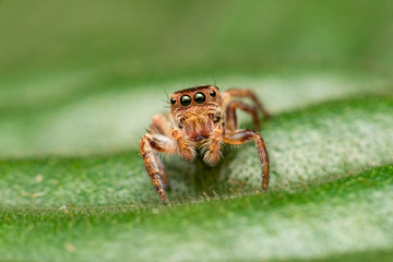 Small and tiny white and brownish jumping spider (Carrhotus sp.) crawling on a green leaf isolated with blur and smooth green background