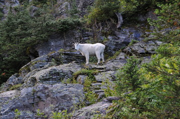 Obraz na płótnie Canvas Mountain Goat