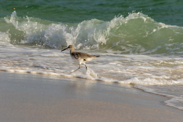 Shorebird by evening tide