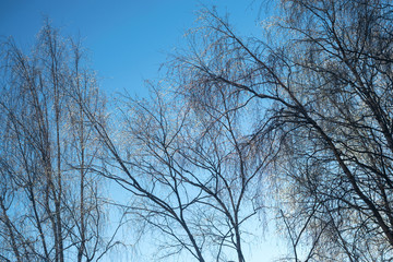 Fototapeta na wymiar Ice on the branches of birch trees in the winter on background blue sky.