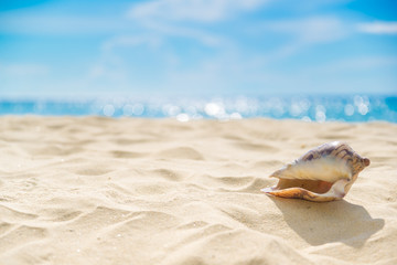 Fototapeta na wymiar Shell on sand at beach and blue sky and bokeh sea.