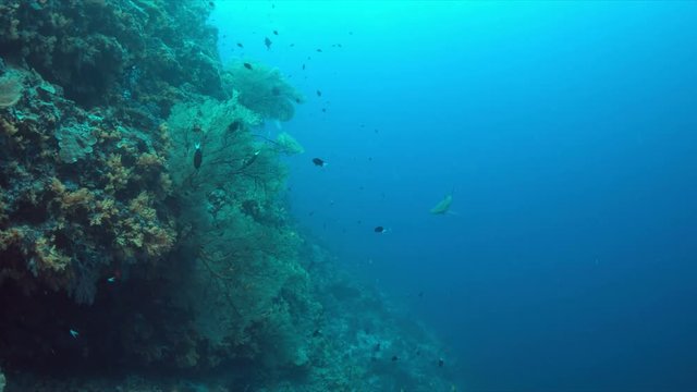 Grey reef sharks on a colorful coral reef with plenty fish. 4k footage