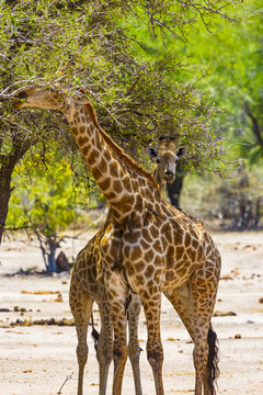South African Giraffes (Giraffa camelopardalis giraffa). South Africa, Kruger National Park