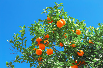 Oranges hanging tree. Mandarin oranges. Juicy ripe mellow tangerines, mandarins, oranges on the tree on blue sky background.