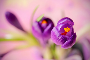 Fleur de crocus pourpre, crocus de fleurs de printemps en arrière-plan