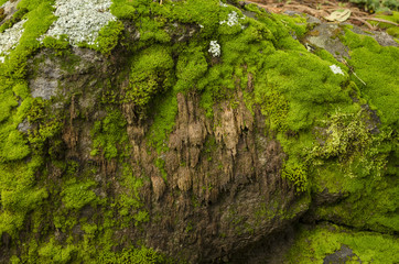 Moss and lichen covered stones. Bright green moss Background textured in nature.