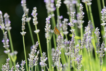 Butterfly on lavender