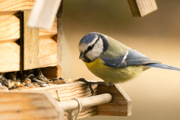 Blaumeise am Vogelhaus