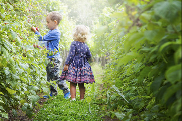 Two children picking berries in a garden