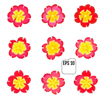 Set Of Primrose Blossom Spring Floral Icons. Vector Illustration