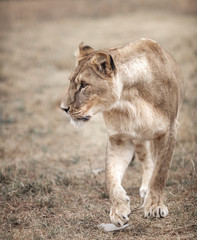 Lioness female (Panthera leo) profile view. lioness in the savanna