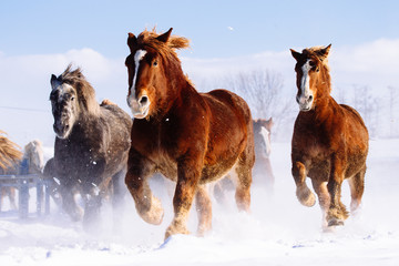 Fototapeta na wymiar 雪原を走る馬