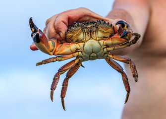Man's hand holding a sea crab with threatening claws in defending pose at summer seaside on blue sky background