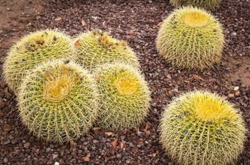 a garden with Echinocactus Grusonii (golden barrel) Cactus 