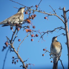Wacholderdrosseln im Zierapfelbaum