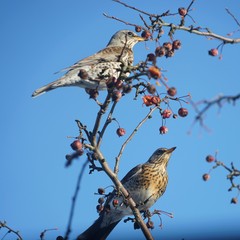Wacholderdrosseln im Zierapfelbaum