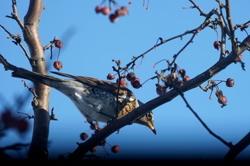 Wacholderdrosseln im Zierapfelbaum