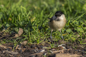 Sumpfmeise (Parus palustris)
