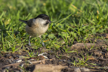 Sumpfmeise (Parus palustris)