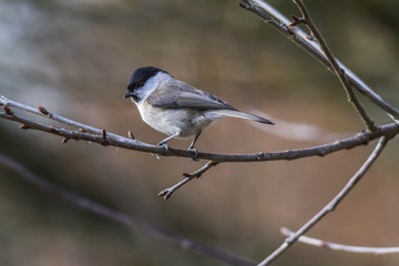 Sumpfmeise (Parus palustris)