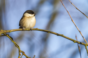 Sumpfmeise (Parus palustris)
