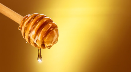 Honey dripping from honey dipper isolated on yellow. Thick honey dipping from the wooden honey spoon