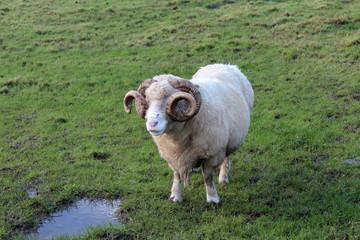 Irish Sheep