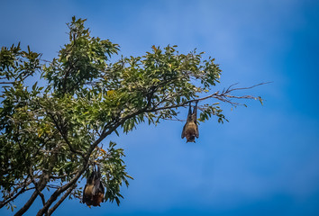 Fruit bat hanging down