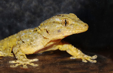 portrait of gecko on dark background