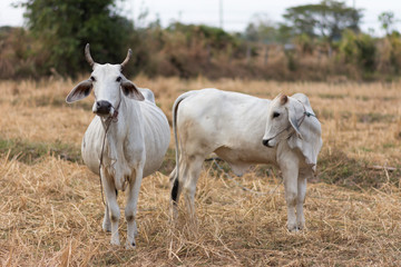 Fototapeta premium cow in pasture.