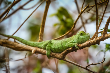 Green chameleon on a tree