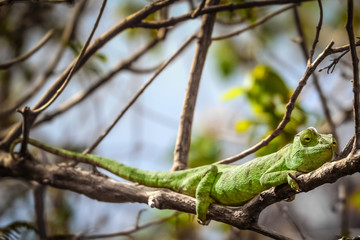 Green chameleon on a tree