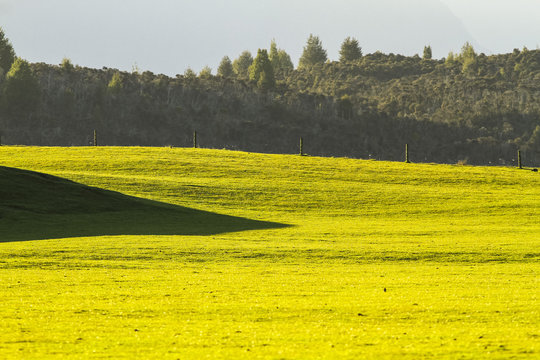 Sattes Gr&uuml;n
