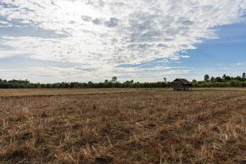 Fototapeta premium panoramic views of hut on cornfield . farm of farmer at countryside in thailand.