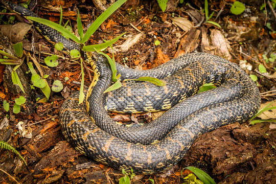 Black snake from MAdagascar rainforest