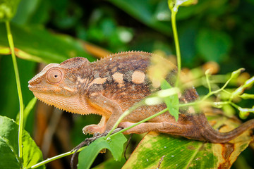 Small colourful chameleon