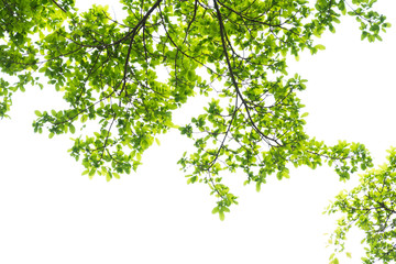 branch on white background.