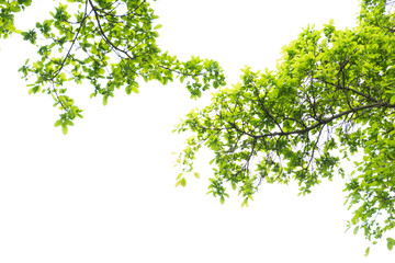 branch on white background.
