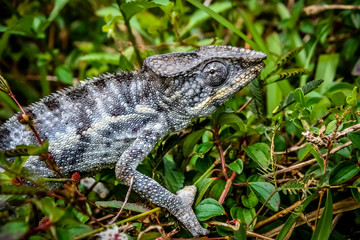 Small grey chameleon