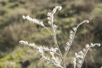 Dry plant on a green background