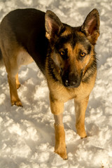 German Shepherd in the snow
