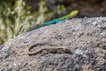 Lizards in National Park Nahuelbuta, South of Chile.