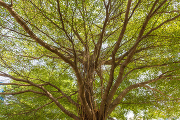 Fototapeta premium Clsoe up background texture of branch.