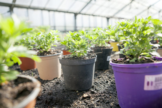 Variety of potted plants in greenhouse