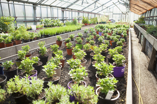 Variety of potted plants in greenhouse