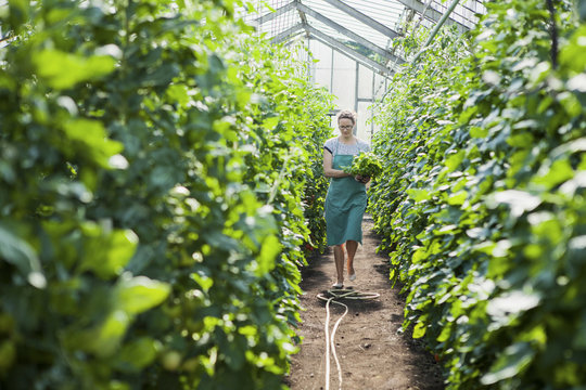 Female gardner working in greenhouse